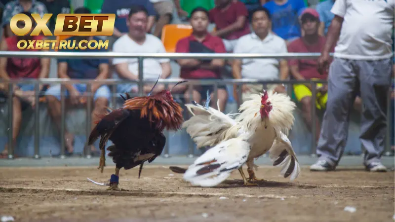 Ưu điểm chưa từng có khi cá cược đá gà