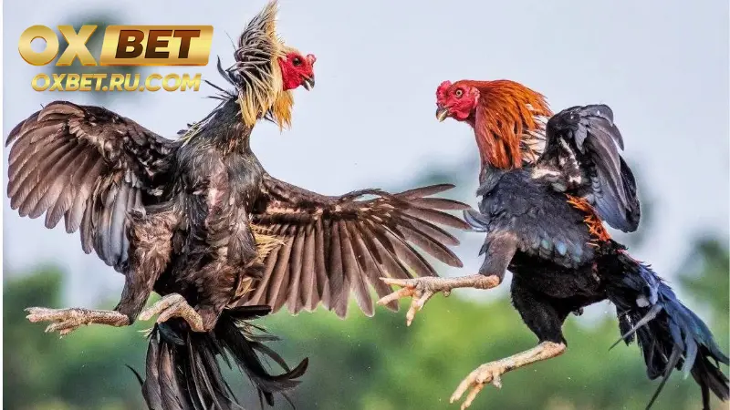 Những cách tham gia cá cược đá gà hay nhất