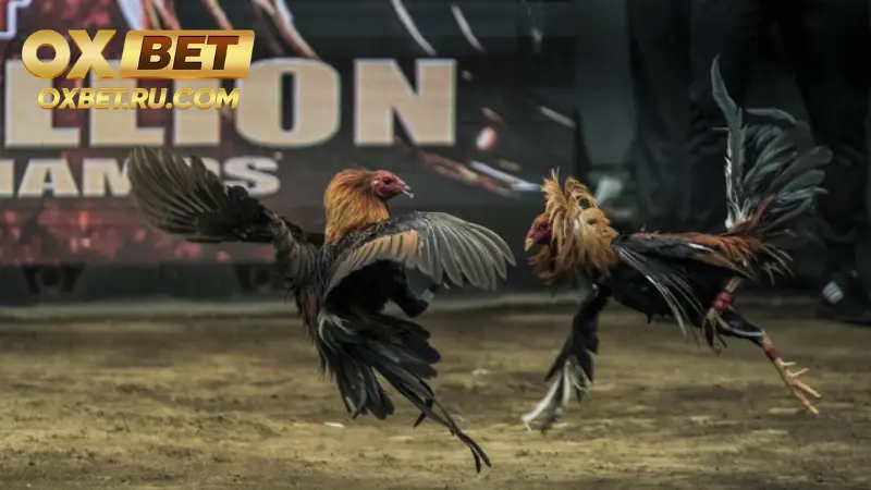 Giới thiệu trò chơi hot hiện nay – đá gà 3D OXBET