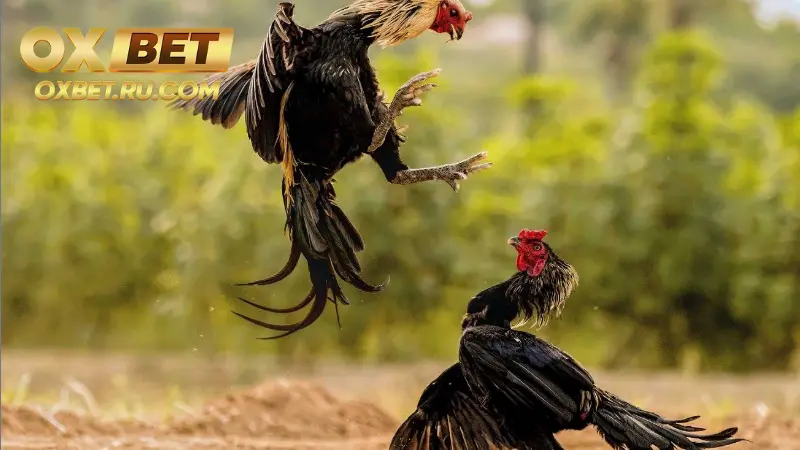 Đá Gà 3D OXBET: Giải Trí Đỉnh Cao, Thưởng Không Giới Hạn %count(title) Vé cược hợp lệ