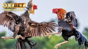 Những loại gà sử dụng trong đá gà Ae888