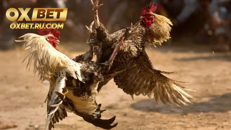 Đá Gà Ae888 – Những Chú Thần Kê Hùng Dũng Oai Phong %count(title) Tổng quan về sảnh đá gà Ae888