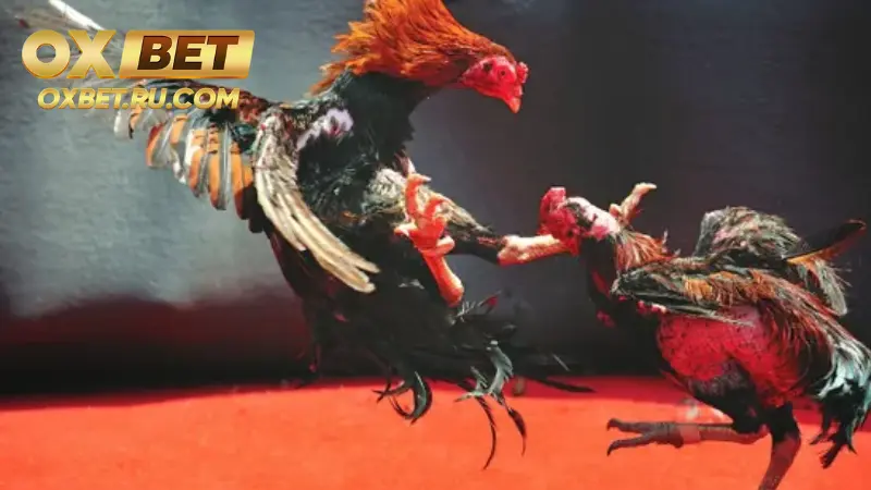 Đá Gà Ae888 – Những Chú Thần Kê Hùng Dũng Oai Phong %count(title) Gà mỹ chiến thuật mạnh mẽ