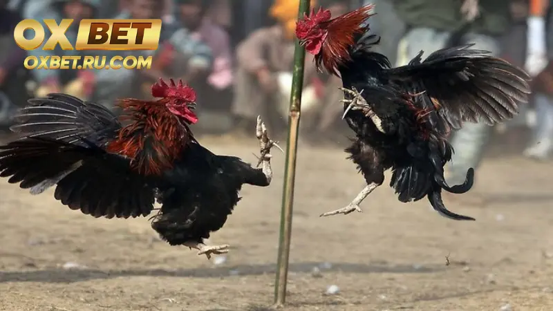 Đá Gà Cựa Dao – Kịch Tính Từng Phút Giây Tại OXBET %count(title) Ưu điểm nổi bật của đá gà cựa dao OXBET