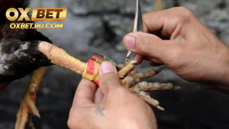 Đá Gà Cựa Dao – Kịch Tính Từng Phút Giây Tại OXBET %count(title) Bí kíp cược đá gà cựa dao OXBET hiệu quả