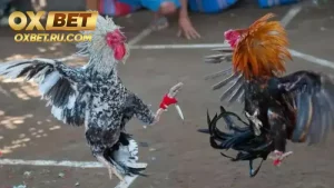 Tổng quan về đá gà cựa dao OXBET