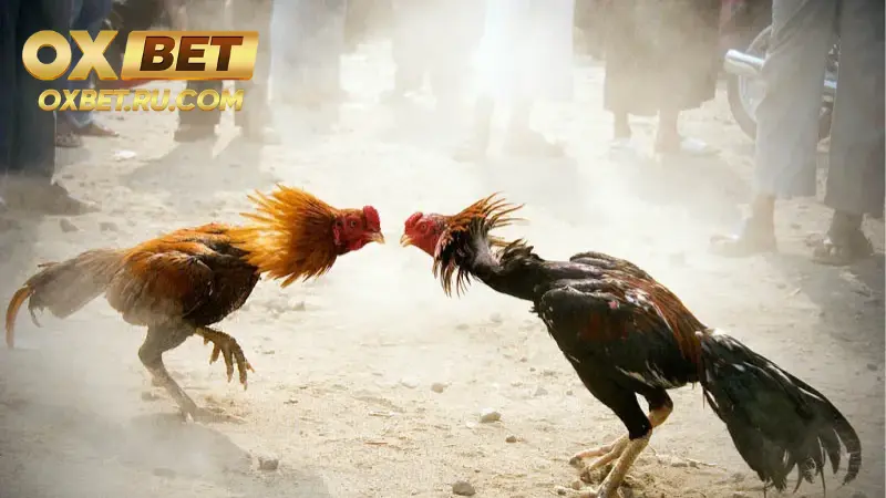 Những ưu điểm lớn nhất của đá gà cựa sắt