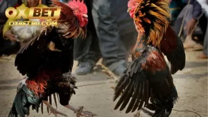 Giới thiệu tổng quan nhất về bộ môn đá gà cựa sắt