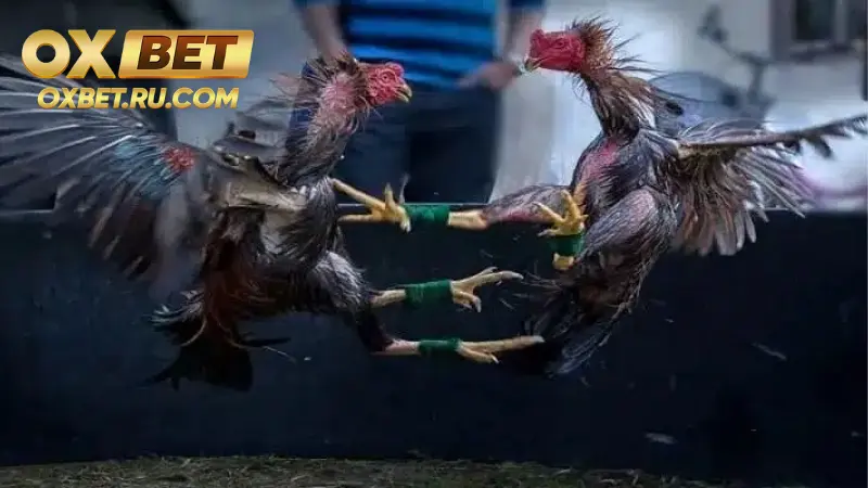 Khám phá 2 loại cựa được dùng trong đá gà cựa sắt